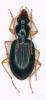 Paranchus albipes
